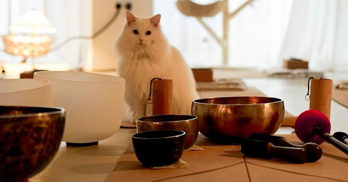 Cat Sound Bath, Brighton