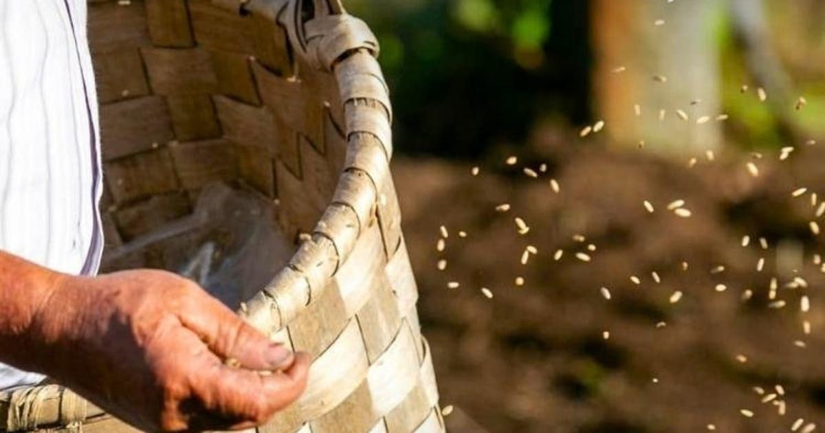 Reviver tradições: a lavrada e semeada do trigo e do centeio, Arcos de Valdevez